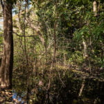 COIMBRA E PREFEITURA DE CONTAGEM VÃO RECUPERAR NASCENTES E ÁREA AMBIENTAL DO PARQUE GENTIL DINIZ 